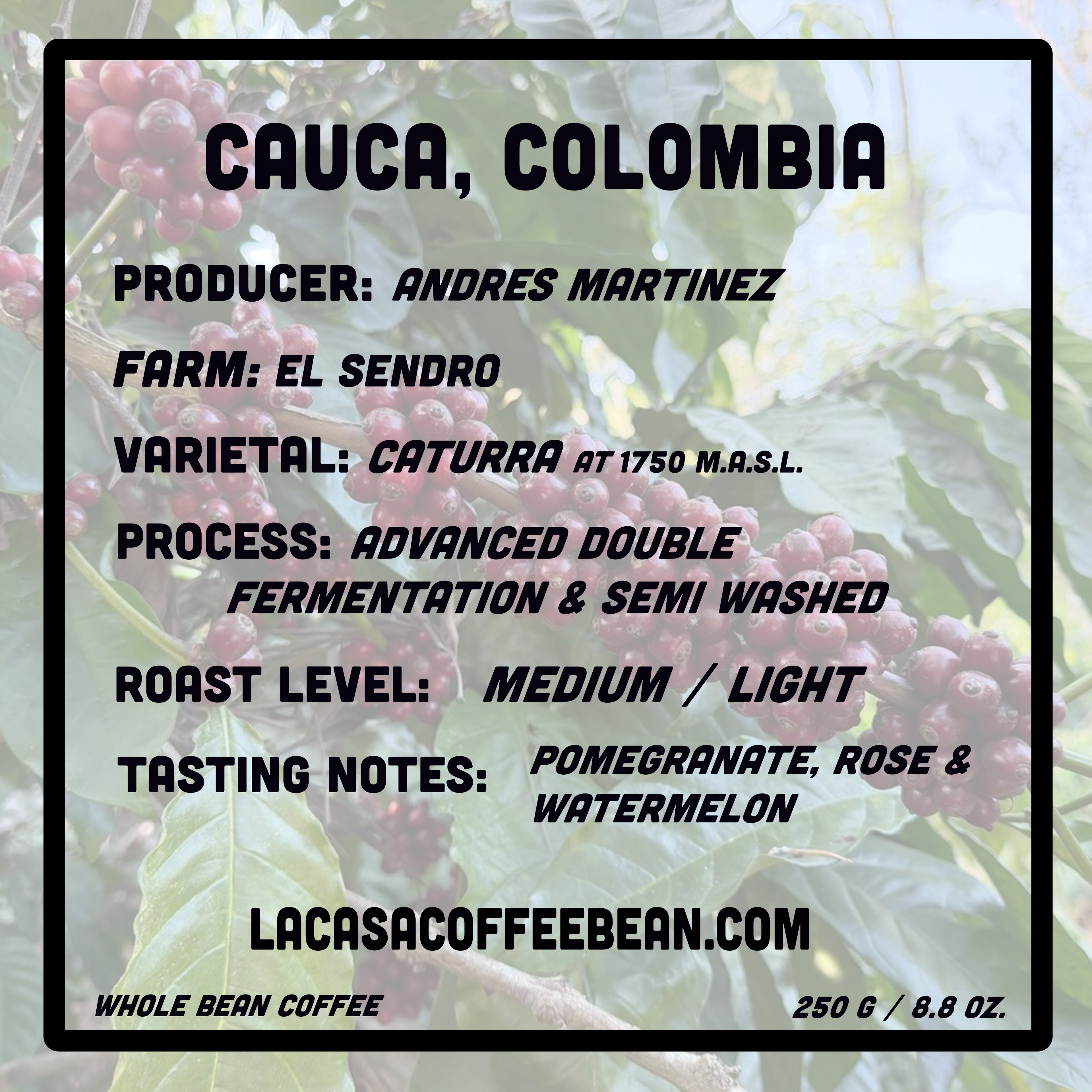 Caturra Floral